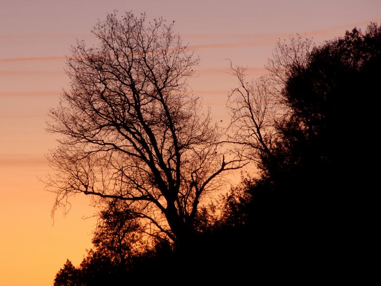 Free stock image of Tree at Dusk in Sequoia National Park (I created by j. l. johnson