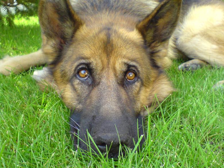 Free stock image of Nilo created by sue s.p