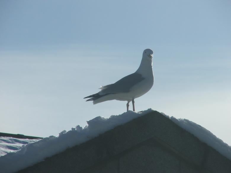 Free stock image of Peeping Tom created by sue s.p