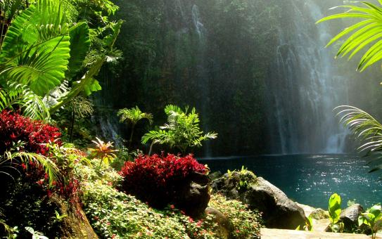 Watered garden - Free Stock Photo