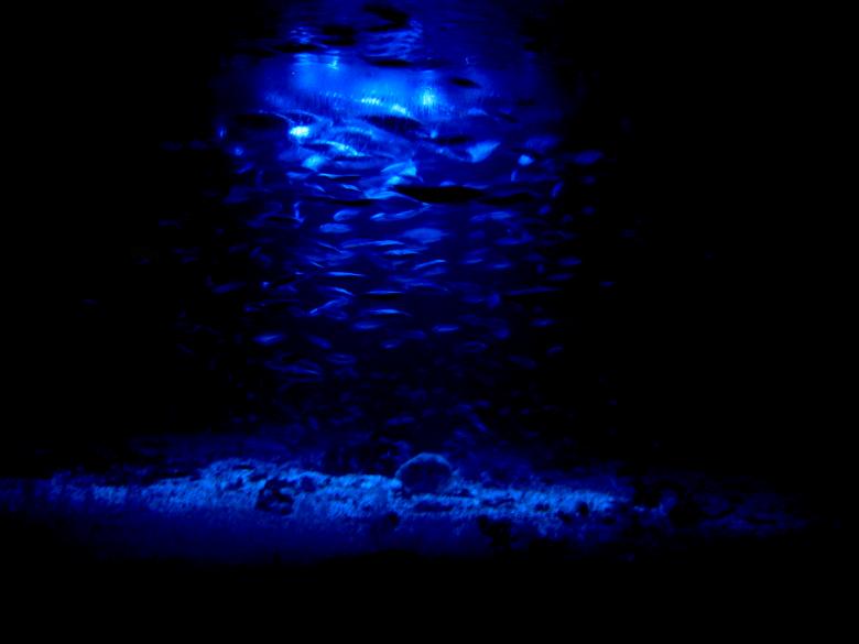 Free stock image of Strange Aquarium created by benedikte deborah byrkjeland