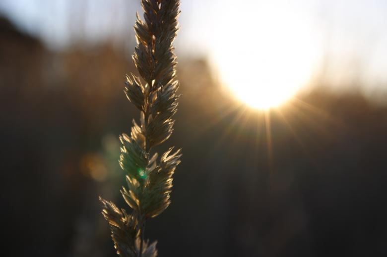 Free stock image of Winter Evening Sun created by jasper levi