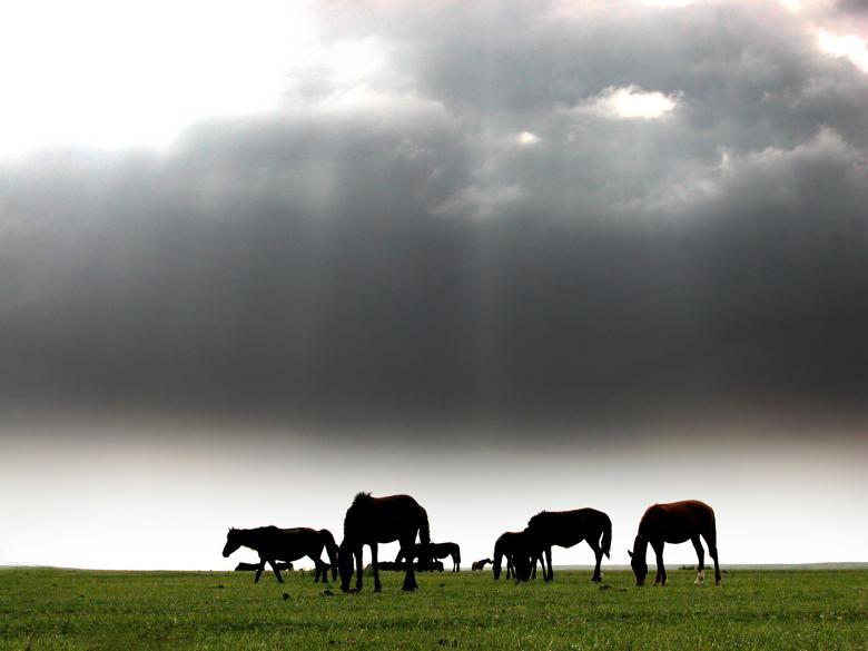 Free stock image of A flock of horse created by laoking