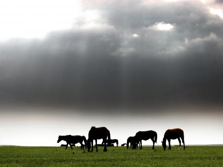 Free Stock Photo of A flock of horse