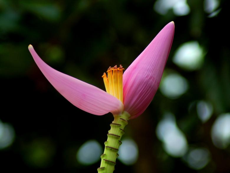 Free stock image of Offspring created by requel legaspino