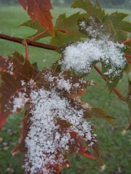 Fall or winter - Free Stock Photo