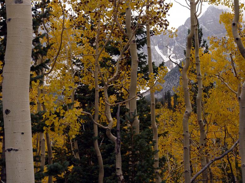Free stock image of Winter Aspens created by sue steinberg