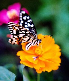 Nature friendship - Free Stock Photo