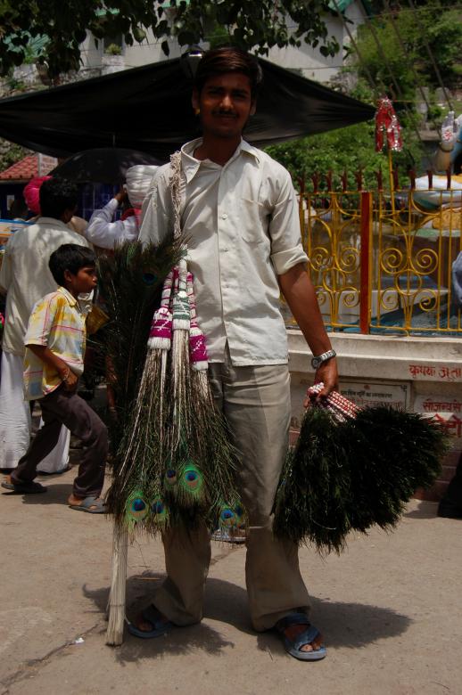 Free stock image of Peacock wender created by konark ashara