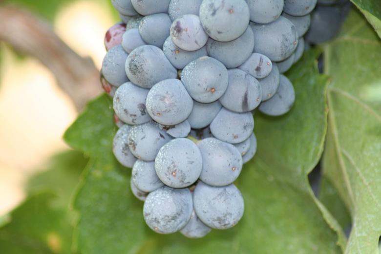 Free stock image of Purple created by karen bergeson
