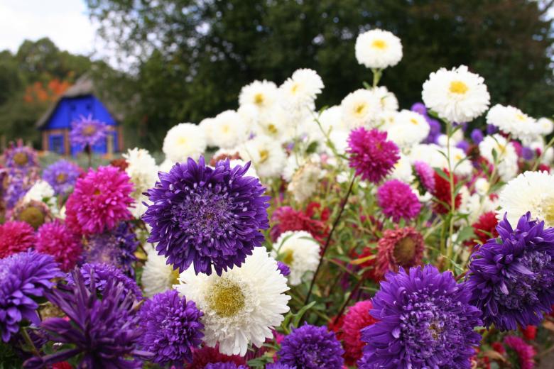 Free stock image of Flowers created by christian taylor hauschild