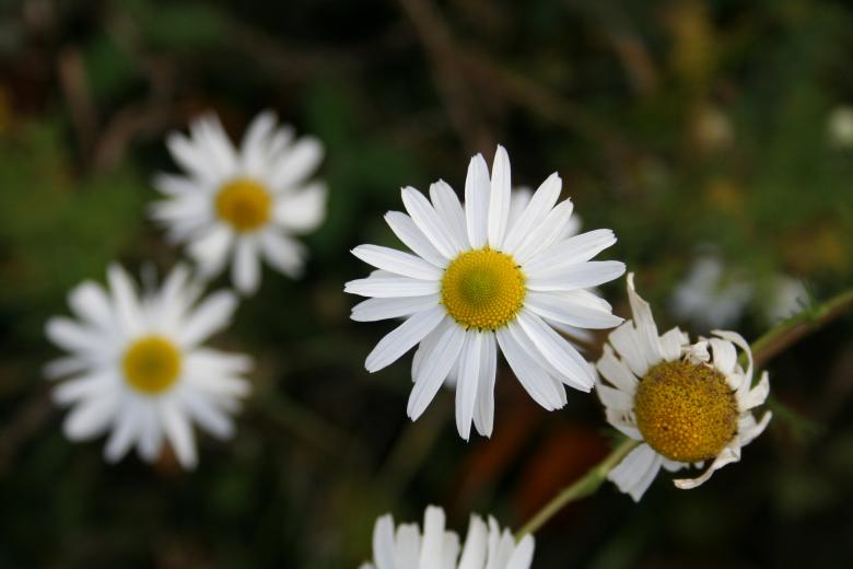 Free stock image of White flowers created by christian taylor hauschild