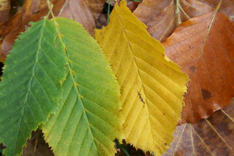 Free stock image of Autumn leafs created by christian taylor hauschild