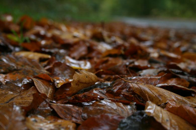 Free stock image of Forest floor created by christian taylor hauschild