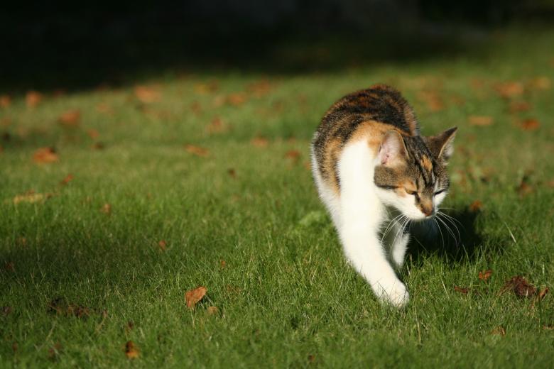 Free stock image of Cat walking on grass created by christian taylor hauschild