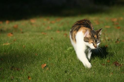 Cat walking on grass - Free Stock Photo