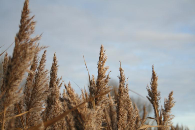 Free stock image of Straws in the wind created by christian taylor hauschild