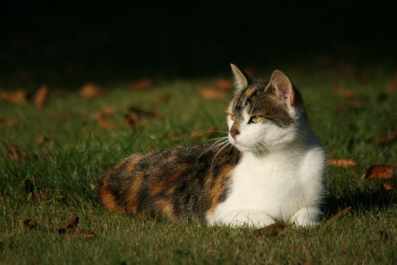 Free stock image of Cat lying in the grass created by christian taylor hauschild