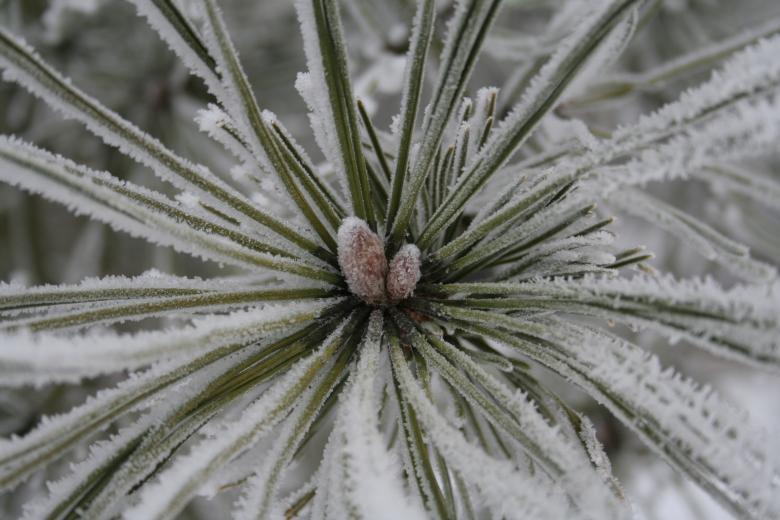 Free stock image of Frozen flower created by christian taylor hauschild