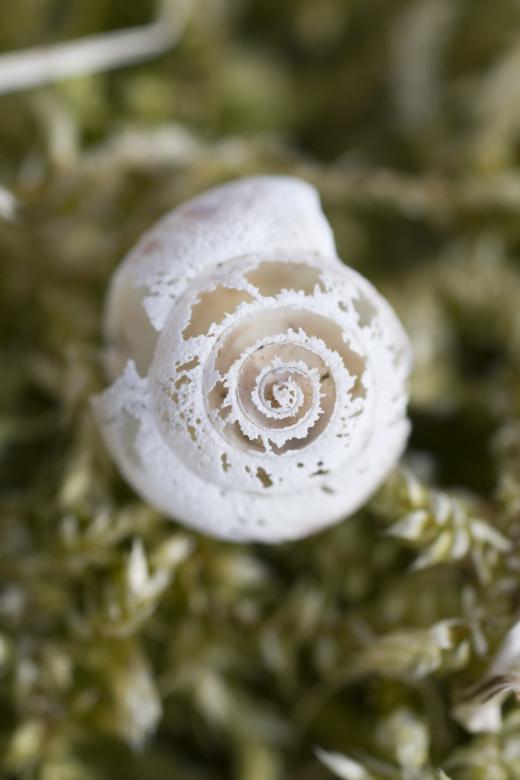 Free stock image of Seashell created by christian taylor hauschild