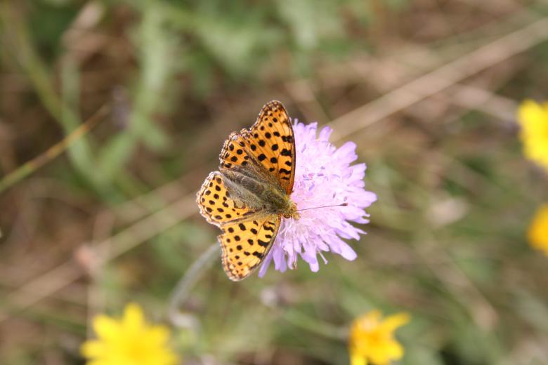 Free stock image of Spotted butterfly created by christian taylor hauschild