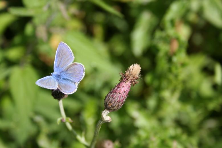Free stock image of Soft blue butterfly created by christian taylor hauschild