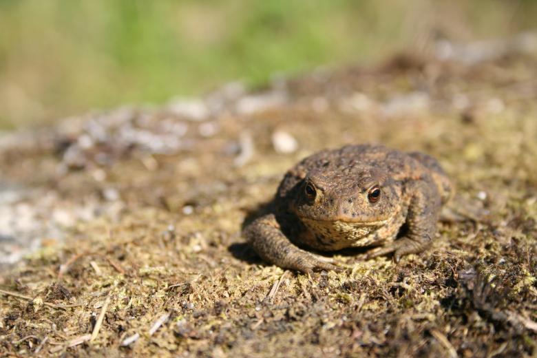 Free stock image of Frog closeup created by christian taylor hauschild
