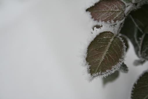 Frozen leaves - Free Stock Photo