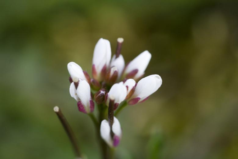 Free stock image of White flower created by christian taylor hauschild