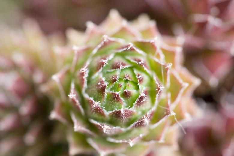 Free stock image of Spikey flower created by christian taylor hauschild