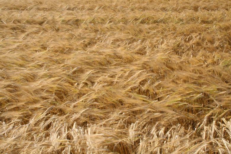 Free stock image of Cornfield created by christian taylor hauschild