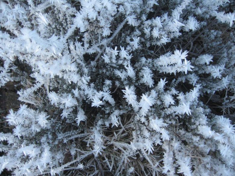 Free stock image of Iceflower created by Bent Arvesen
