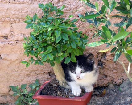 Under a shady tree - Free Stock Photo