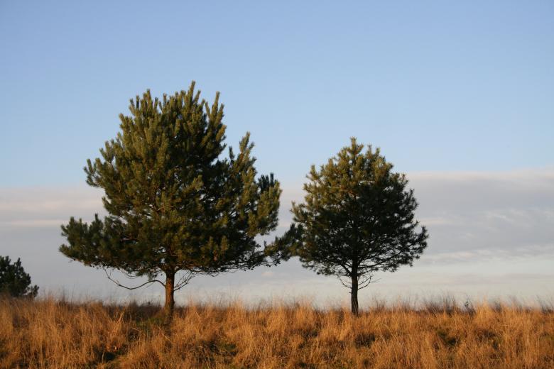 Free stock image of Two trees in the field created by christian taylor hauschild