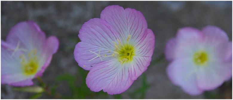 Free stock image of Three flowers created by karl