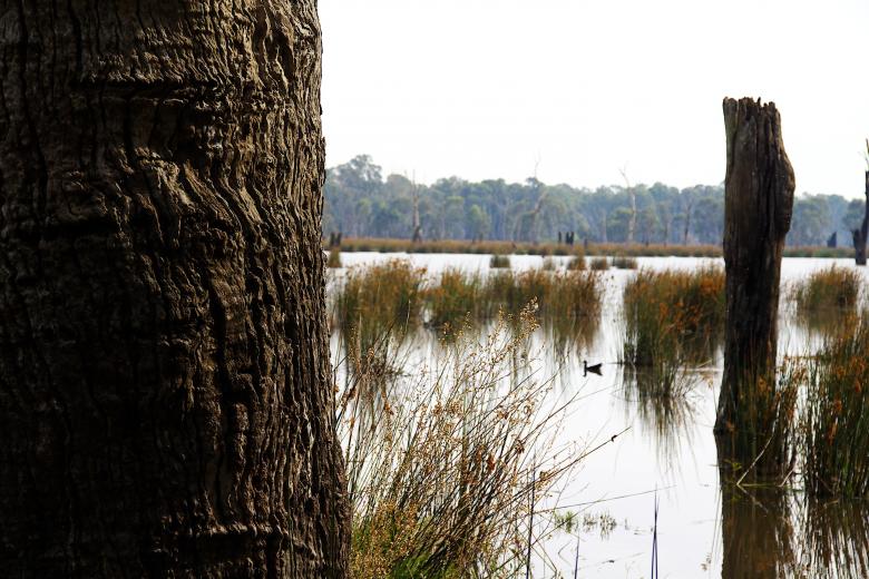 Free stock image of Reedy swamp created by karl