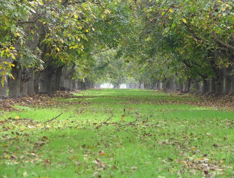 Free stock image of Down the Walnut Grove of Green created by bonnie l. mahaffey