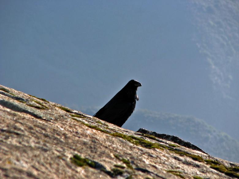 Free stock image of Watchful Crow created by bonnie l. mahaffey