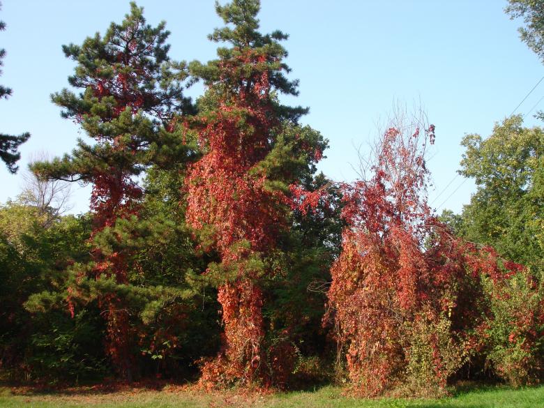 Free stock image of Autumn and tree created by veneta simeonova