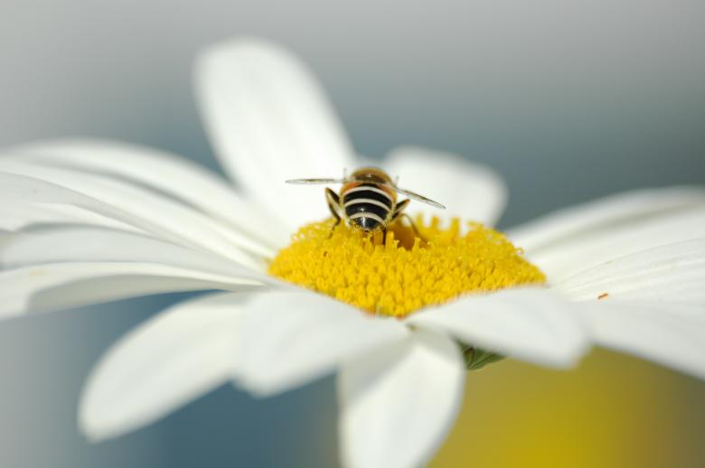 Free stock image of Late summer created by svere davidsen berg