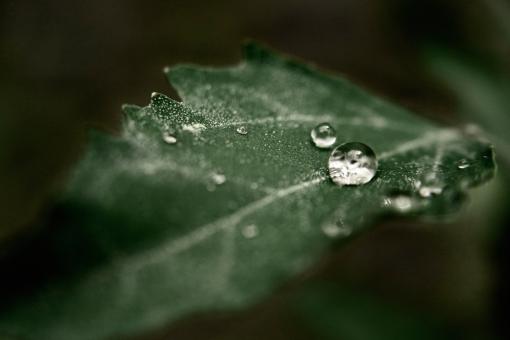 Nature tears - Free Stock Photo