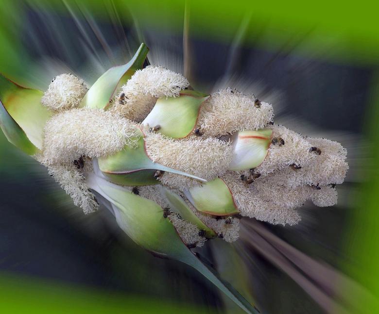 Free stock image of White hairy plant created by RositaSo Image