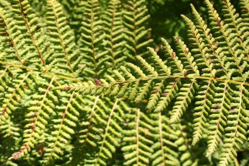 Green plant