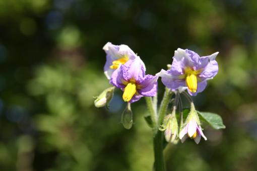 Purple flowers