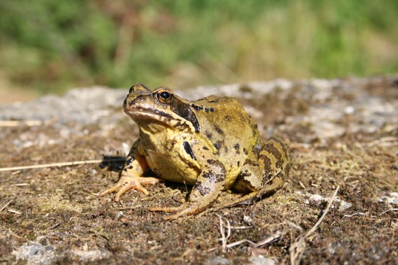 Free stock image of Frog created by christian taylor hauschild