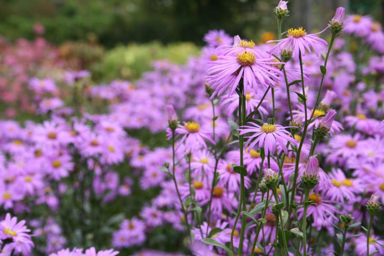 Free stock image of Pink flowers created by christian taylor hauschild