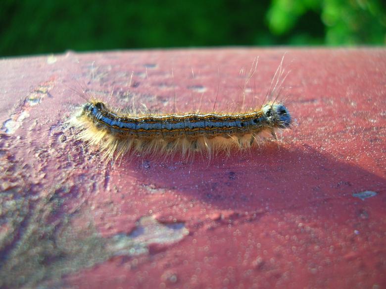Free stock image of The Grub created by tomas gundersen