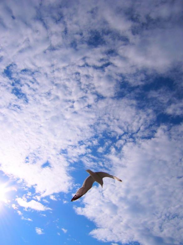Free stock image of The bird created by julia koehler
