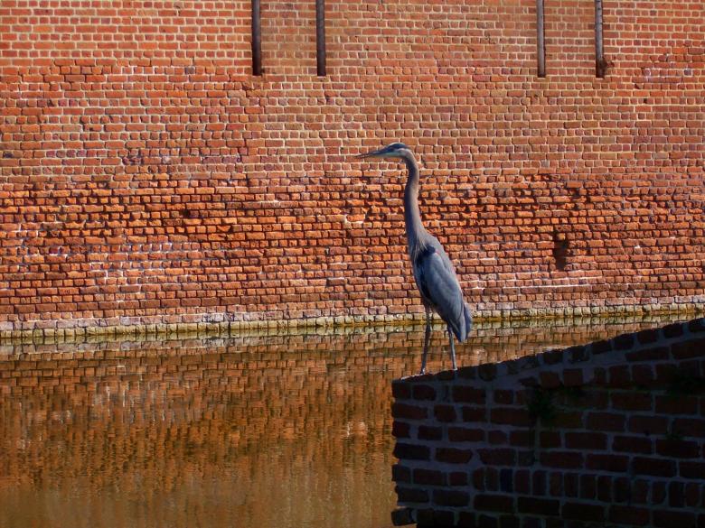 Free stock image of The bird 1 created by julia koehler