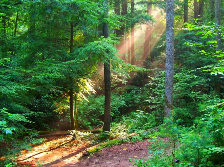 Free stock image of In the forest created by julia koehler